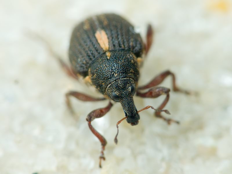 Rhinoncus leucostigma (Marsham, 1802)